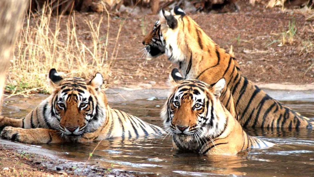 corbett-national-park